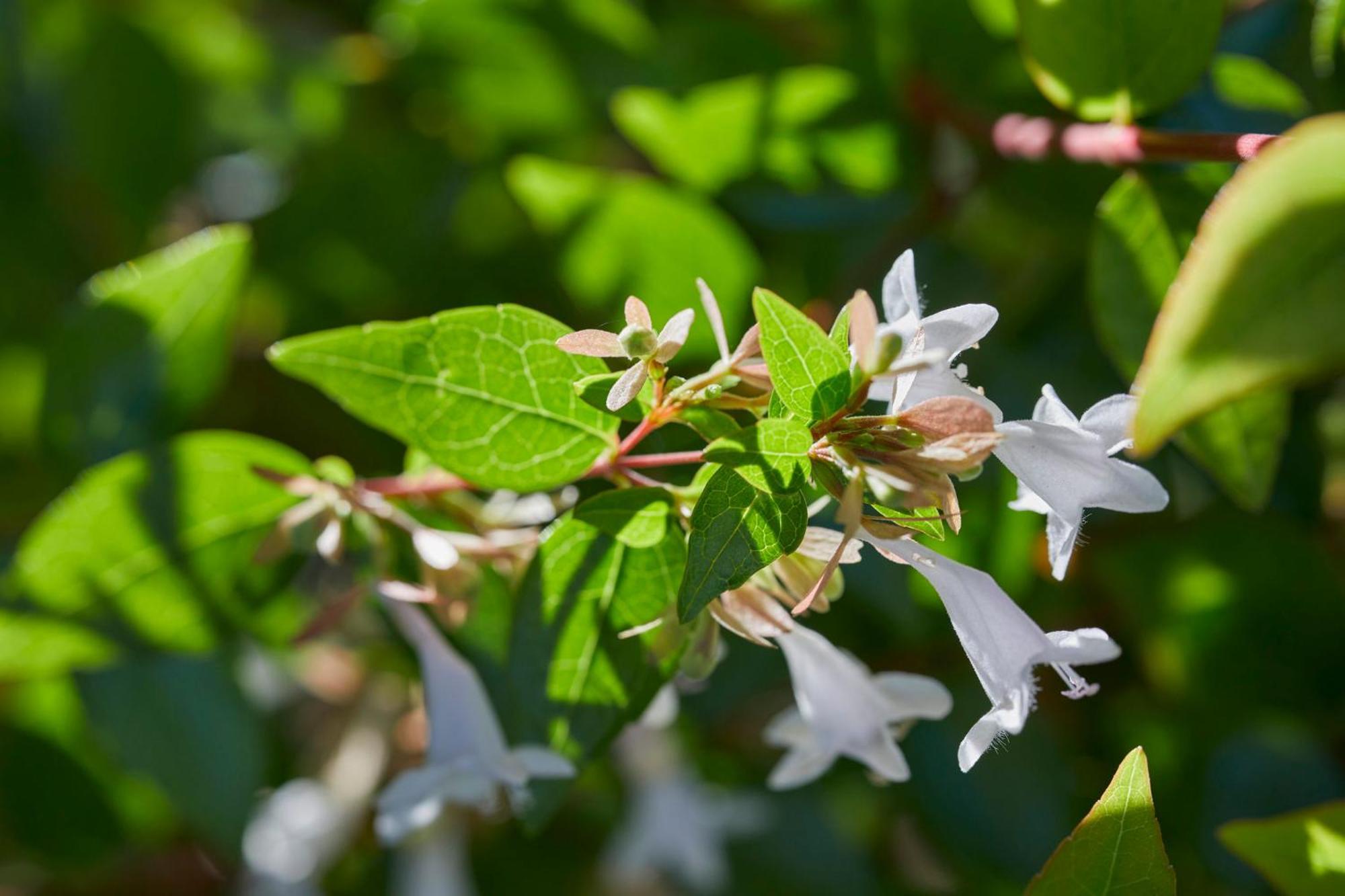 Mandarin Oriental, Santiago Hotell Exteriör bild Flowering honeysuckle
